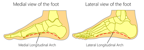 foot arch structure