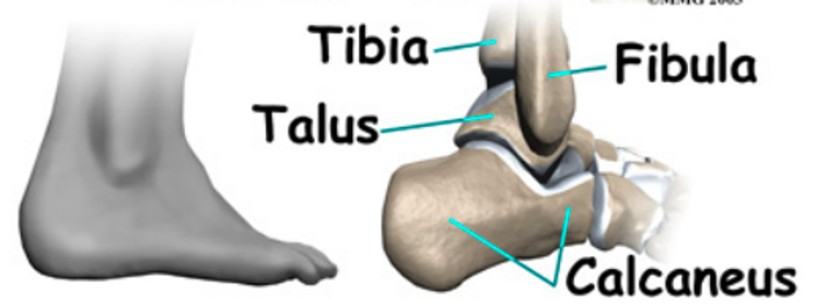 ankle joint anatomy